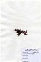 藏品(藍子藻)的圖片
